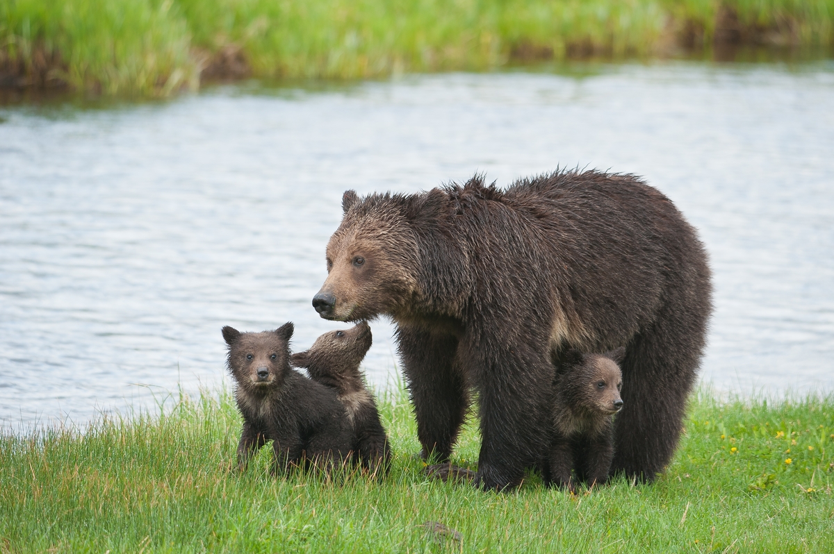 Mama Grizzly and cubs in Yellowstone pc Sam Parks