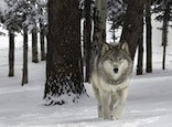 gray wolf thumbprint pc Ray Rafiti