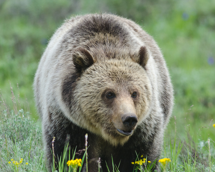 Grizzly bear pc Sam Parks