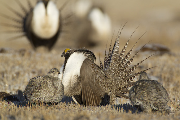 Gunisson sage grouse females with male 581px Noppadol Paotho