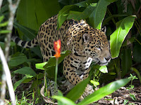 Jaguar pc Yannick Turbe