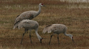 Sandhill Cranes at Malheur NWR Credit: USFWS