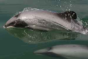 Maui-dolphins-pc-Oregon-State-University-Flickr-web.jpg