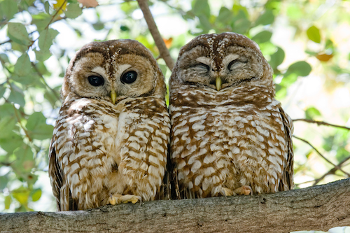 Mexican spotted owls pc David A Palmer