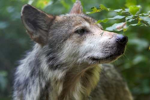 Mexican wolf pc Wolf Conservation Center