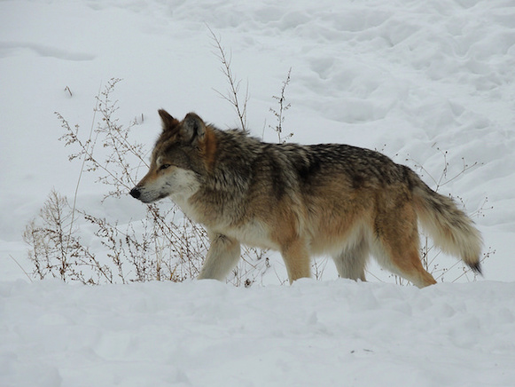 Mexican wolf pc John W Iwanski CC Flickr