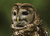 Mexican Spotted Owl small pc istock
