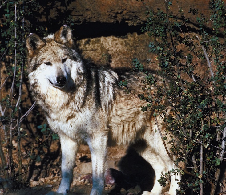 Mexican wolf pc photos.com