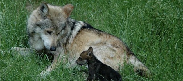 Mexican wolf and pup horizontal 1 pc Cincinnati Zoo