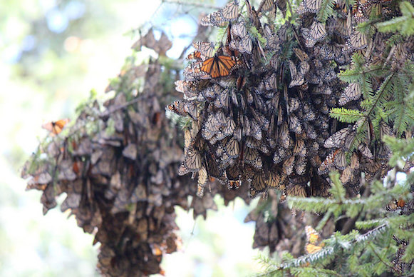 monarchs pc Bethany Cotton