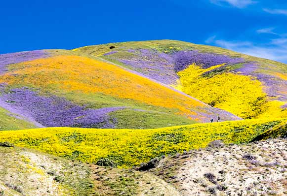 Carrizo Plain pc Bob Wick BLM