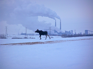 Moose and North Dakota Coal Creek Plant pc Dennis Kost