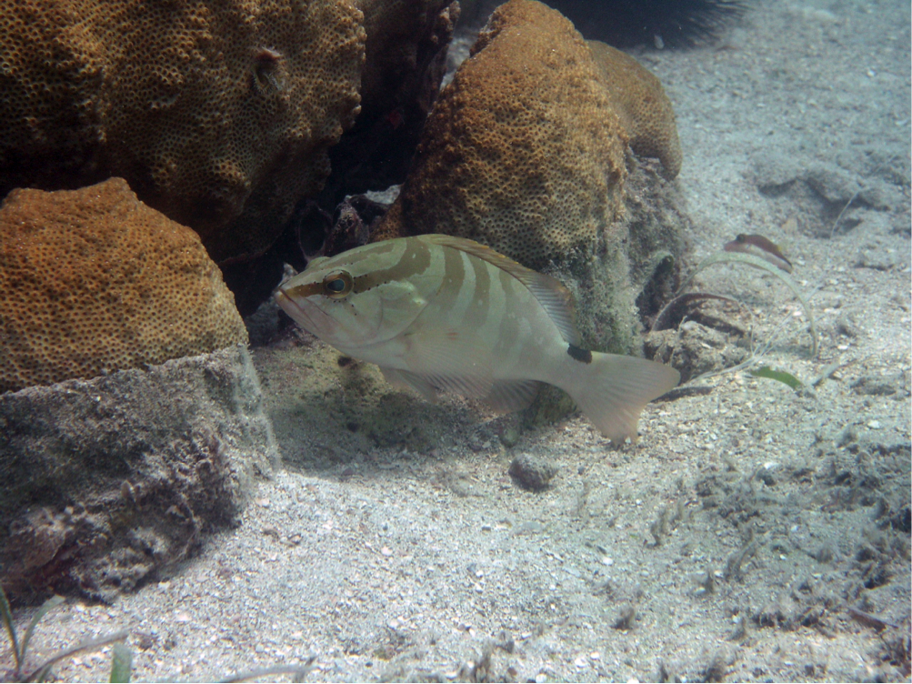 Nassau grouper. Photo: NOAA