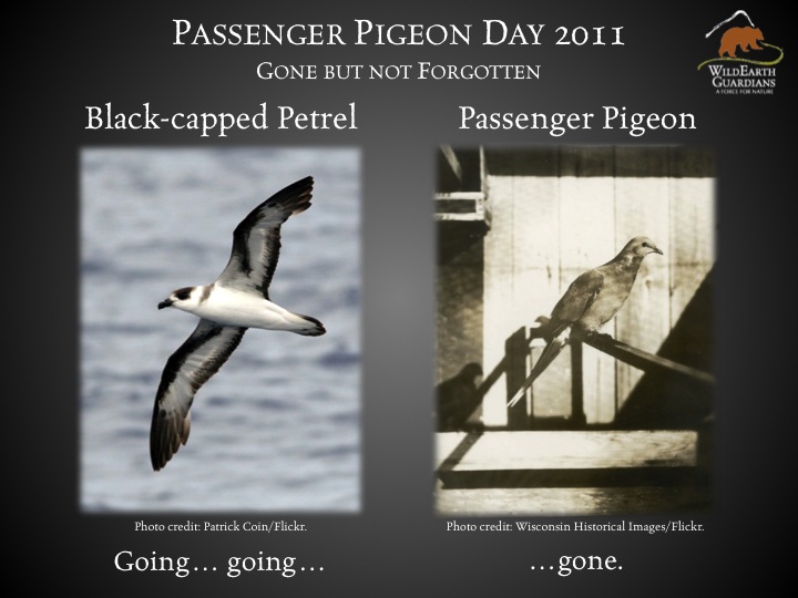 Passenger Pigeon Day Graphic 2011