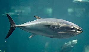 Pacific bluefin tuna pc opencage.info