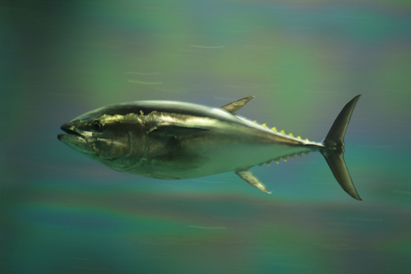 Pacific bluefin tuna pc aes256 Creative Commons