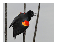Red Winged Blackbird pc Andrea Westmoreland_Flickr