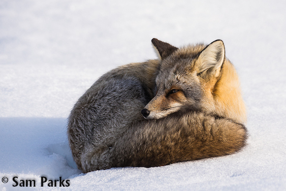 Red Fox pc Sam Parks