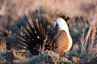 Greater Sage Grouse photo credit Robert Lewis