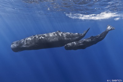 Sperm Whale and Calf pc Gabriel Barathieu