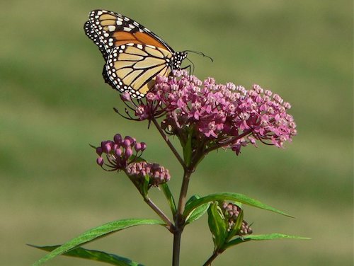 Milkweed and Monarch pc Wikicommons