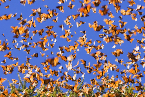 Monarch Migration pc Tarnya Hall_Flickr