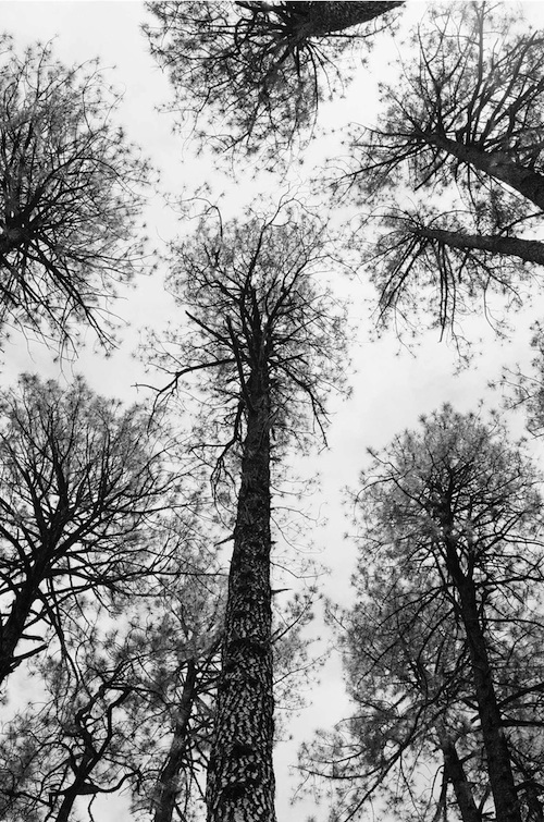 Gala Image Trees pc Michael Berman Gila: Radical Visions
