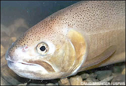 Trout gila Spring pc Criag Springer