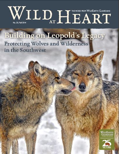 Wild at Heart #20 cover