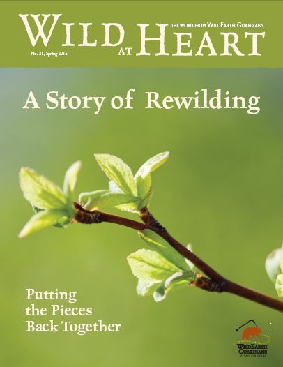 Wild at Heart 21 cover image