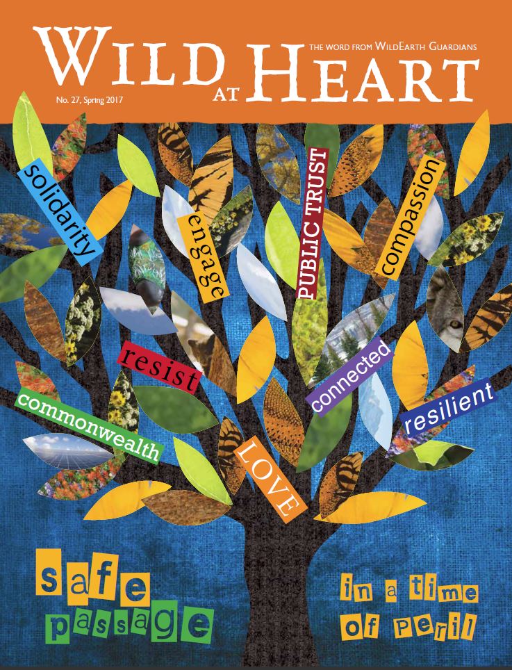 Wild at Heart #27 cover
