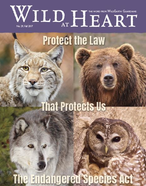 Wild at Heart #29 cover
