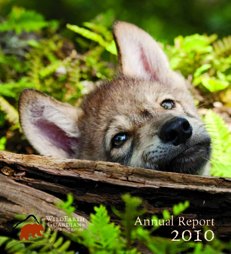 Annual Report 2010 Cover Page