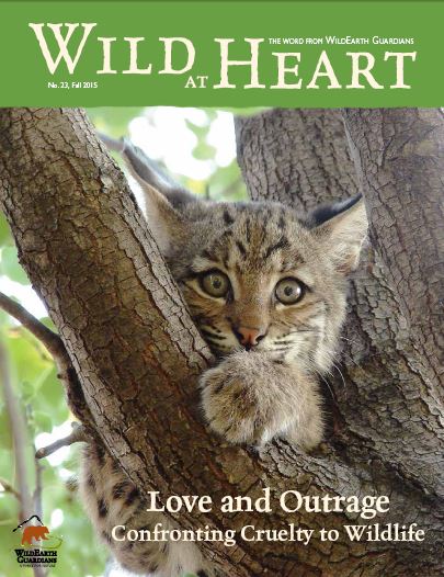 Wild at Heart Fall 2015 Cover Image