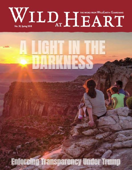 Wild at Heart #30 cover