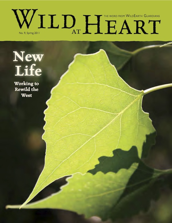 Wild at Heart Issue 9 Cover Image
