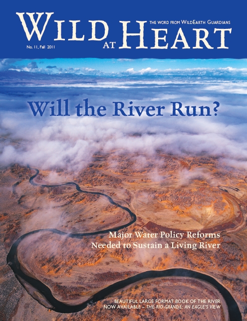 Wild at Heart 11 Newsletter cover