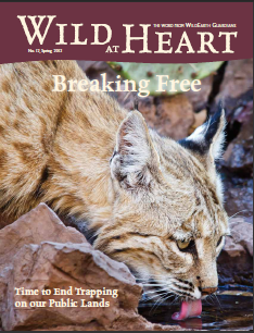 Wild at Heart #12 cover