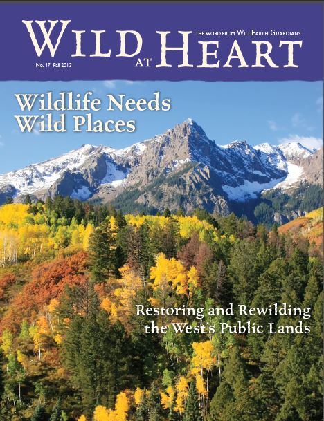 Wild at Heart #17 cover