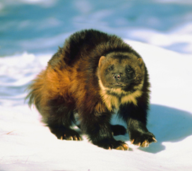 Wolverine