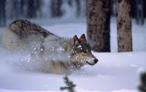 Yellowstone wolf in snow pc NPS