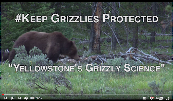 Yellowstone's Grizzly Science Film