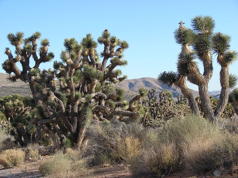 Joshua Tree pc Forest and Kim Starr CC