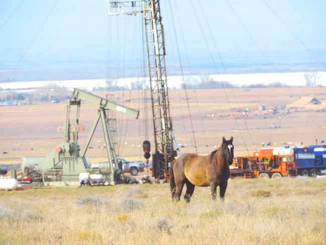 Horse in the midst of oil gas development pc WildEarth Guard