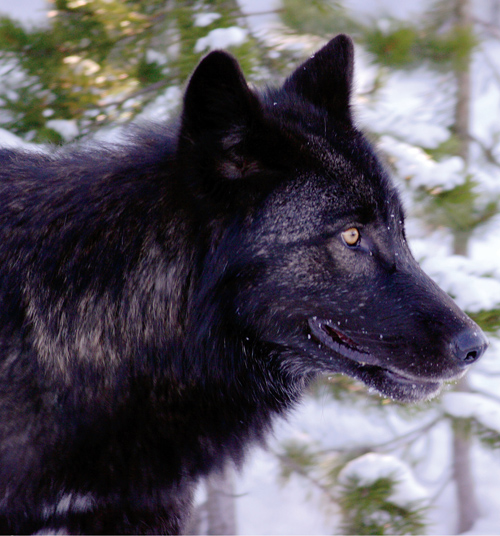 black wolf photo credit Tim Springer