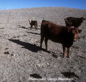 cattle grazing moonscape pc George Wuerthner