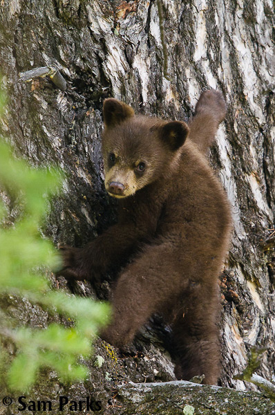 Young cinnamon black bear cub in a tree. Grand Teton NP