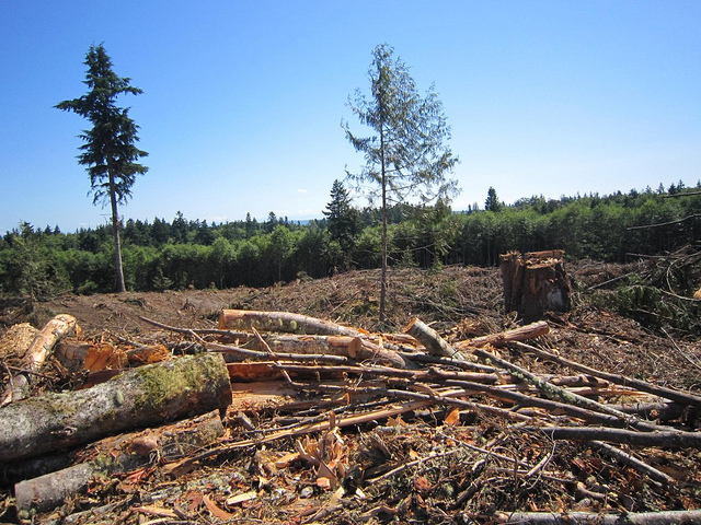 clear cut pc Polly Peterson