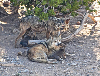Mexican gray wolf
