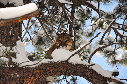 cougar pc Colorado Parks and Wildlife